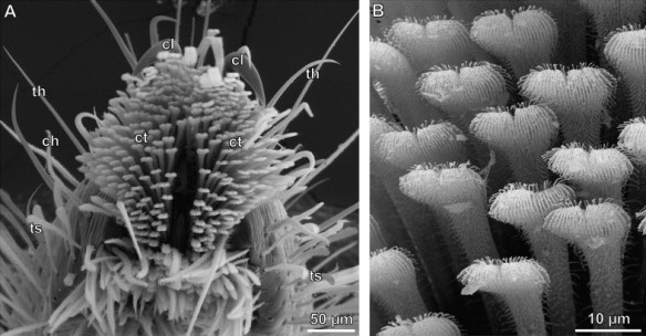 Scopulae et détail des soies chez Micrommata virescens (Sparassidae)