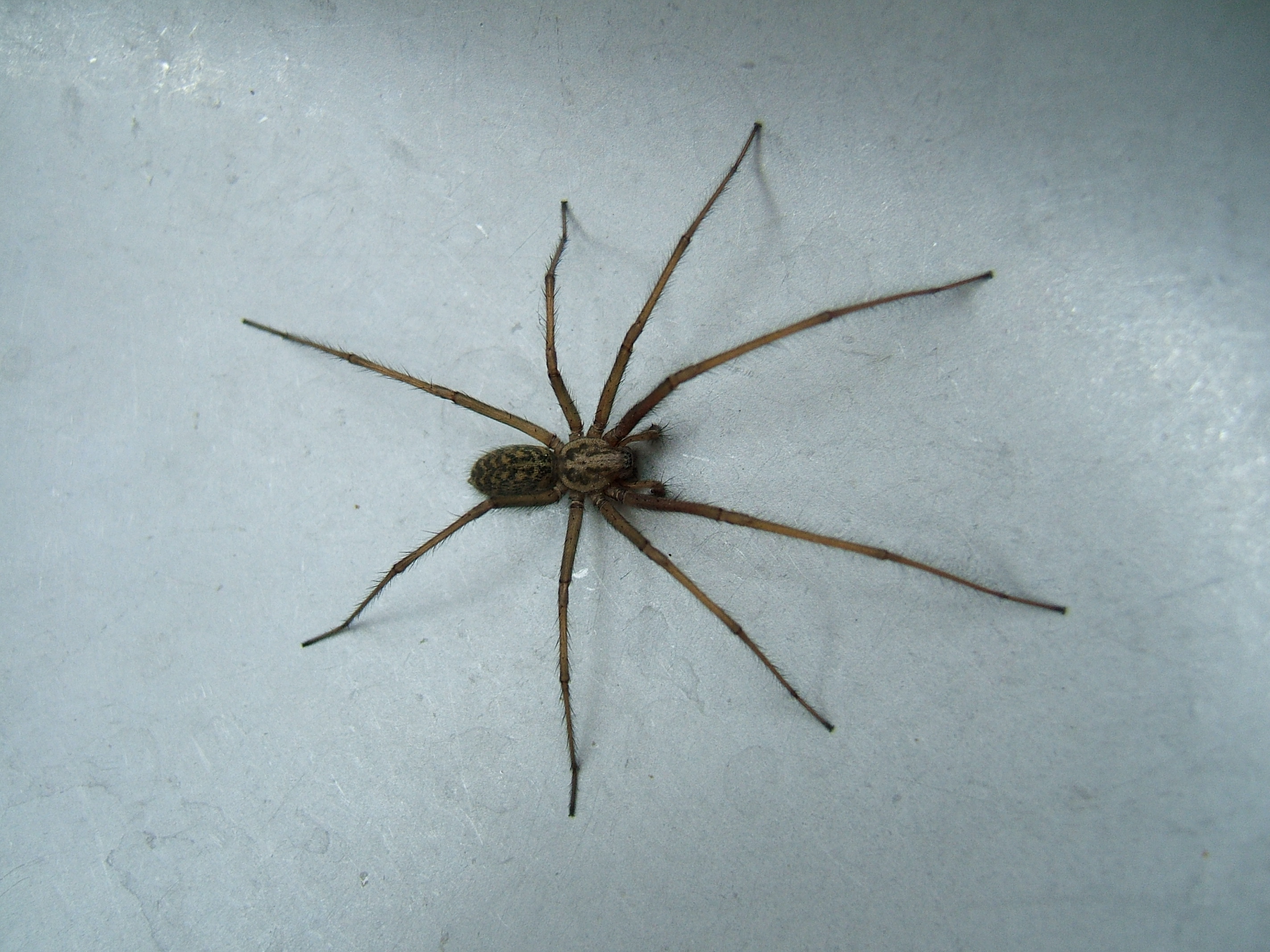 Pourquoi les araignées sont-elles plus grosses cette année