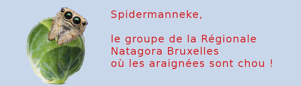 Spidermanneke, Pour en savoir un peu plus sur les araignées bruxelloises, et d'ailleurs aussi Bandeau-choux-10001